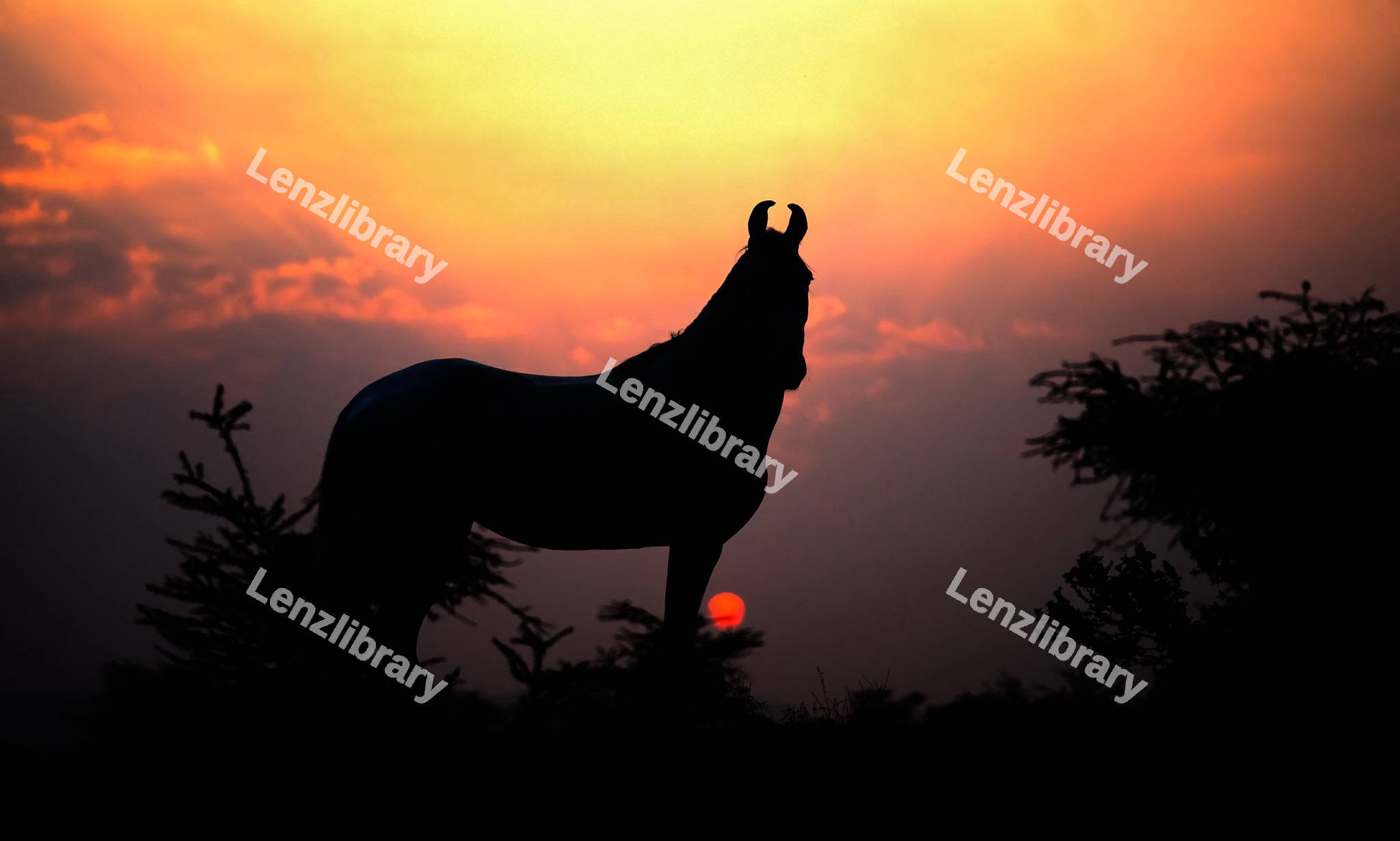 Silhouette of a horse